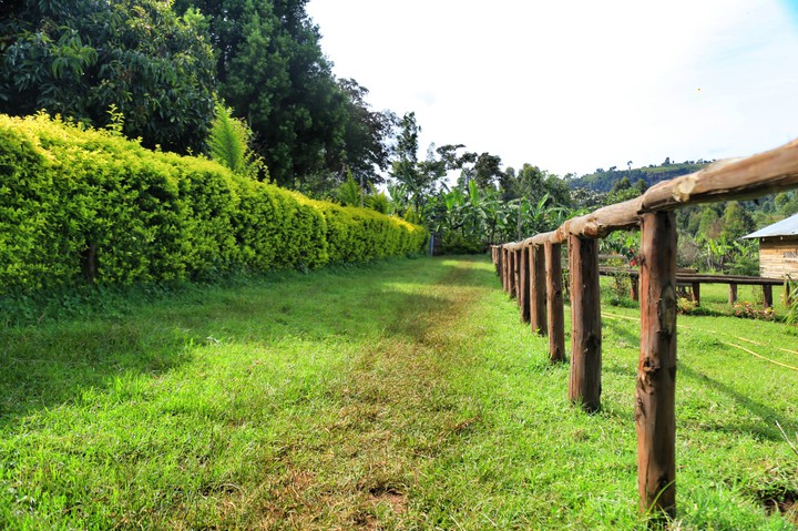 kisis resort kapchorwa Uganda Africa