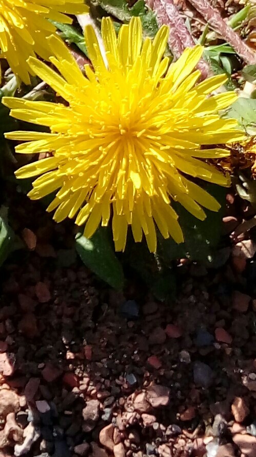 dandelion