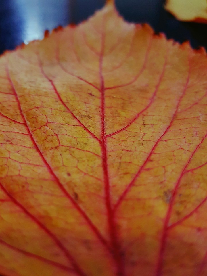 Leaf