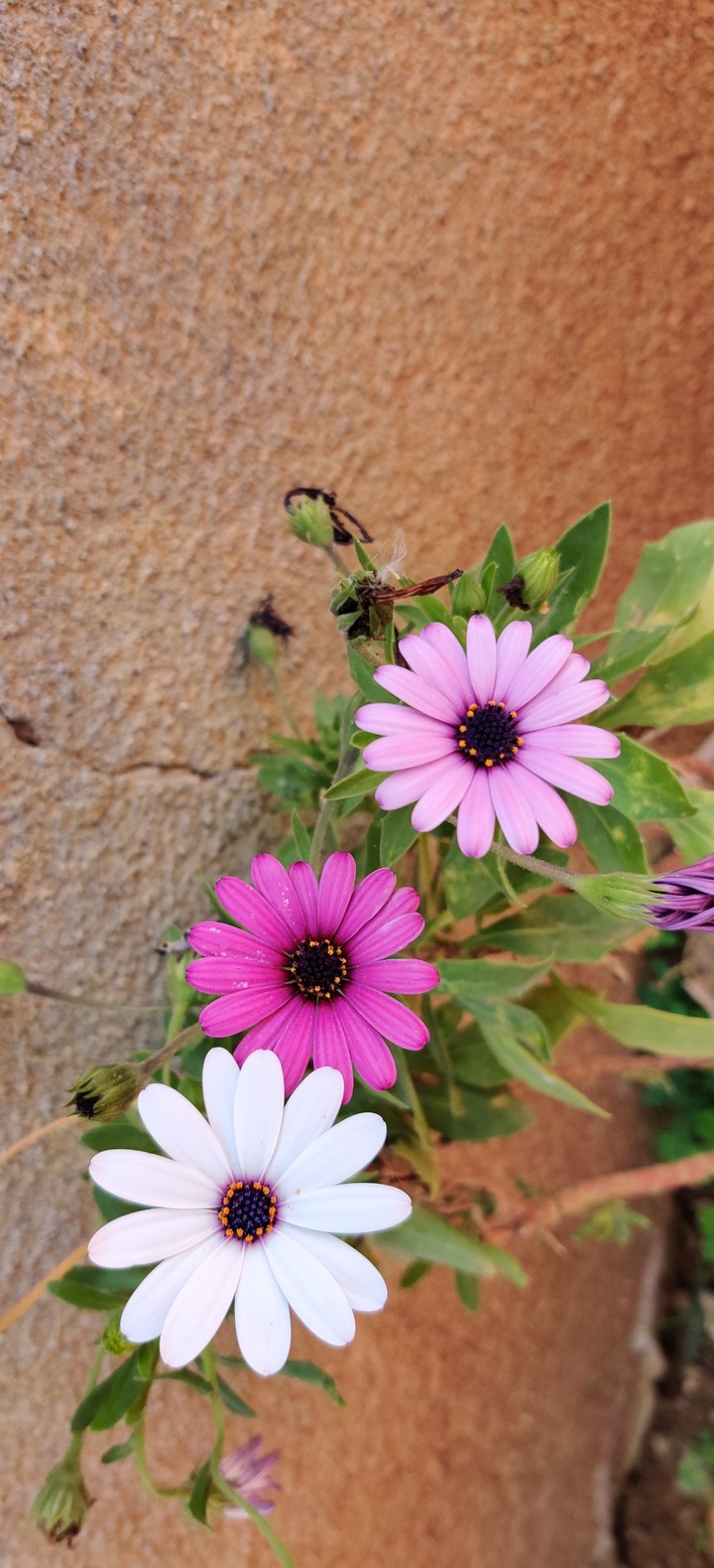 fleurs