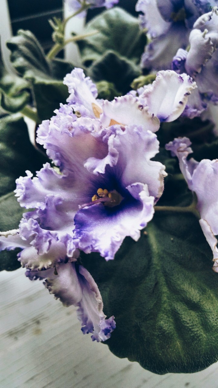 Lavender colored African violets