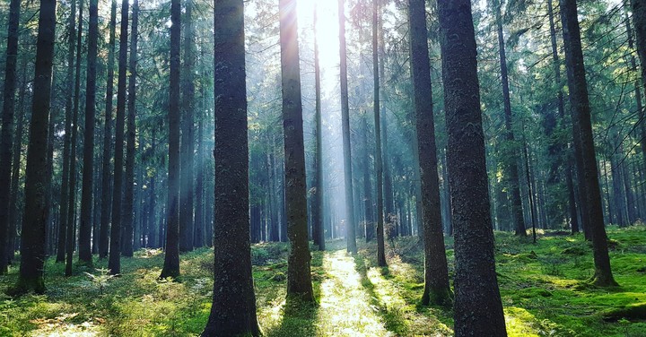 Black forest Germany