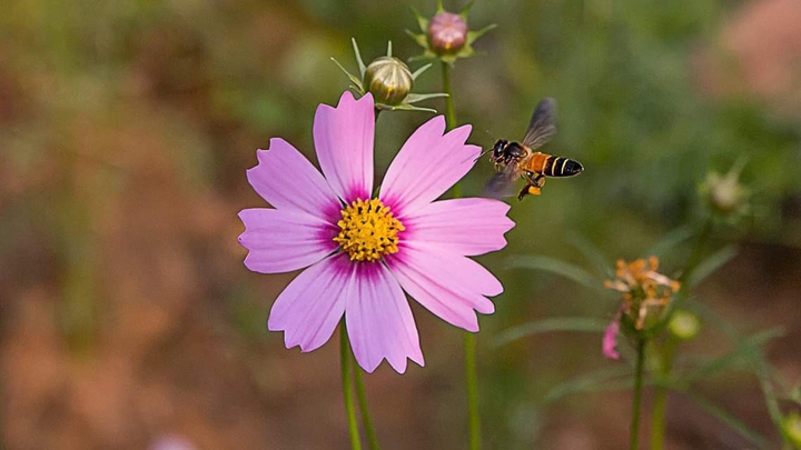 bee and the cosmos