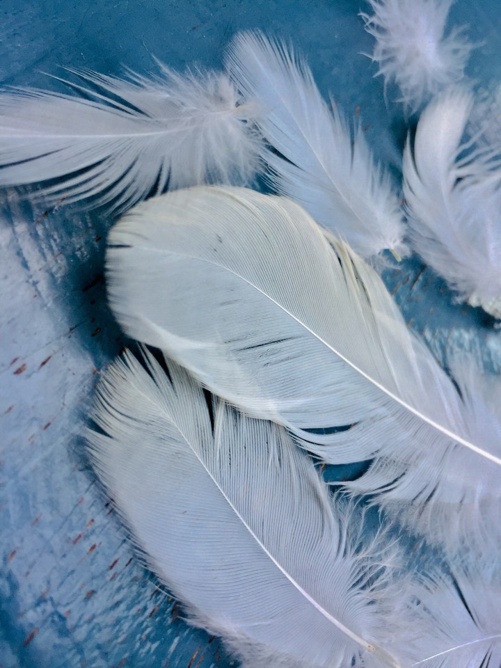 feather