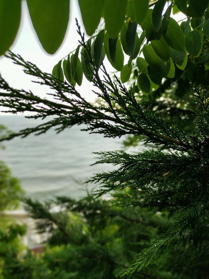 forest