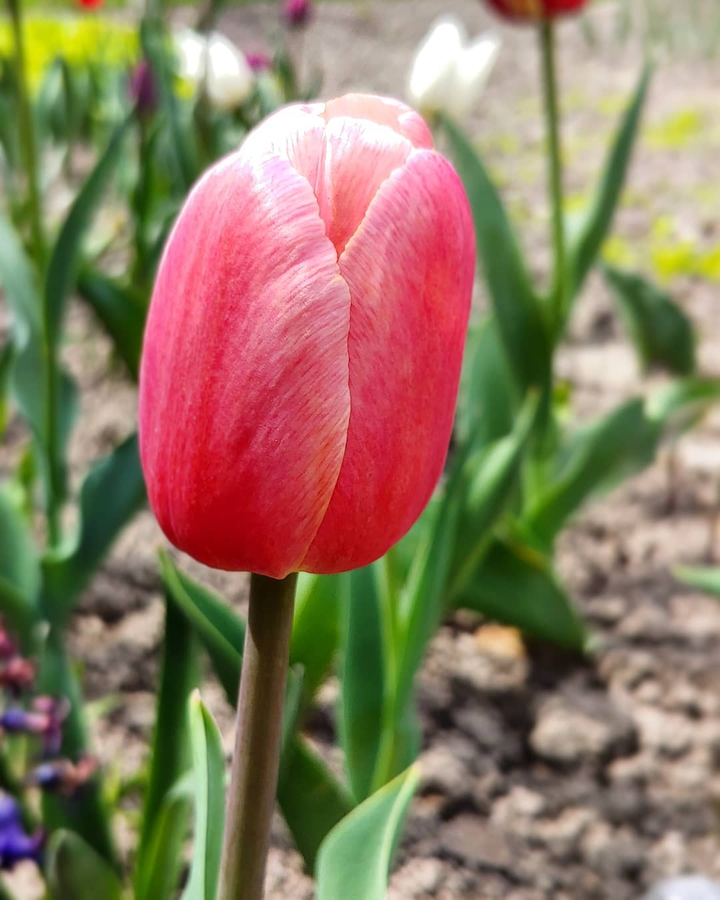 Tulip