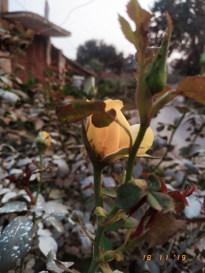 yellow roses