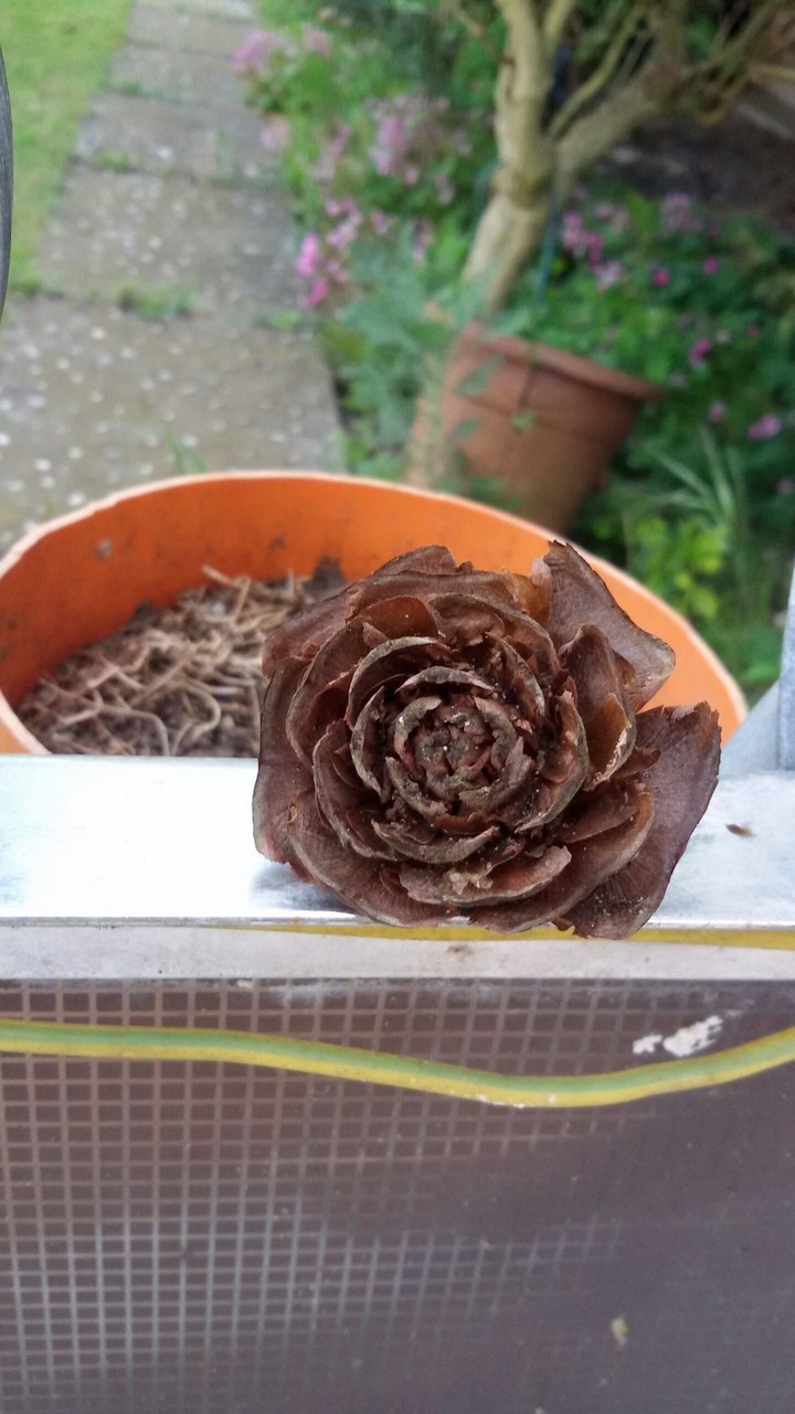 Little rose