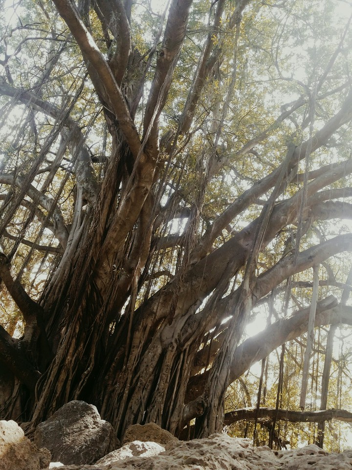 Massive tree