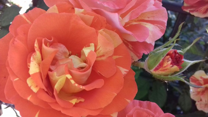 rose