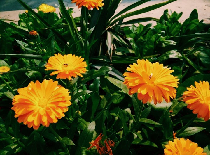 hd wallpaper