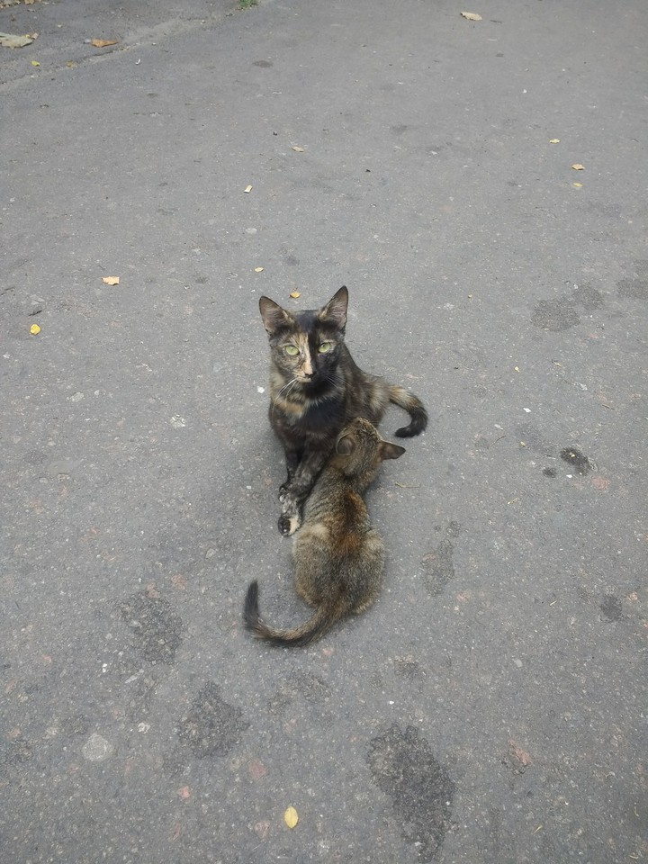 кормилица