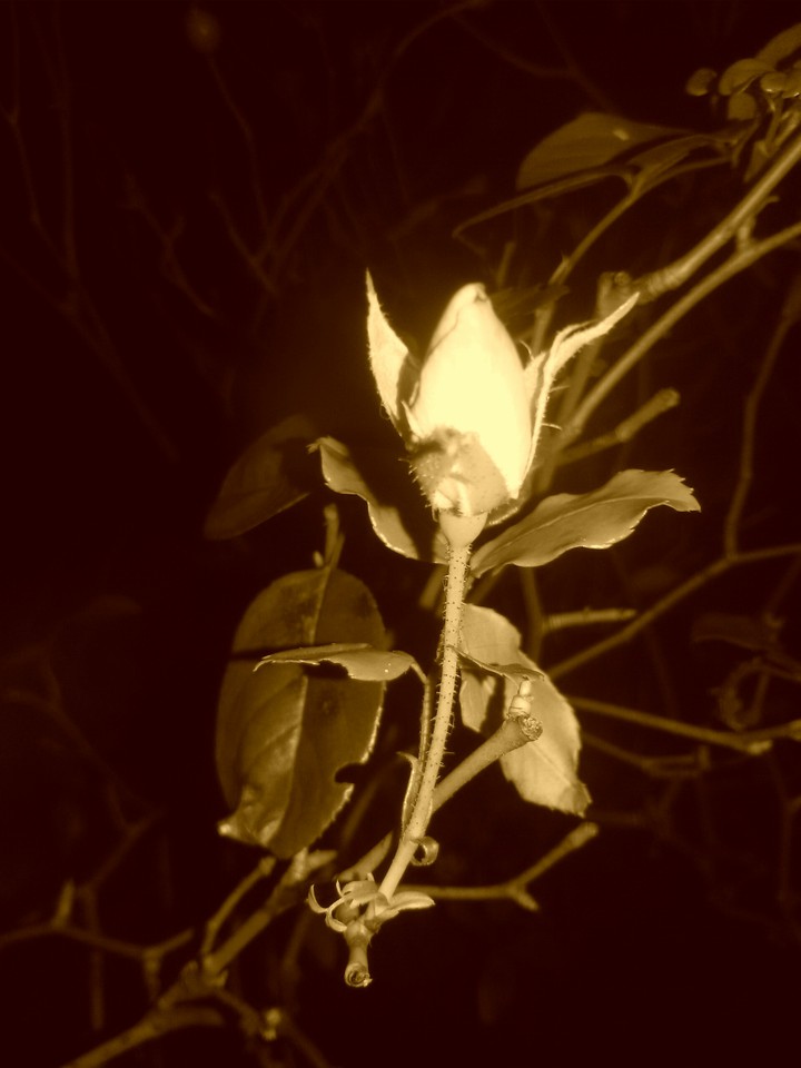 Rosebuds