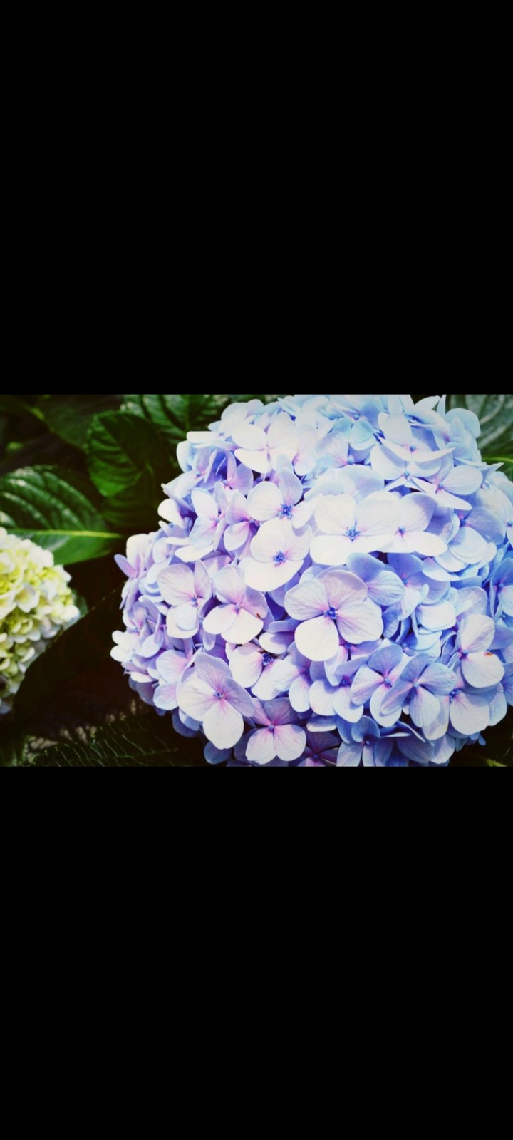 beautiful flower