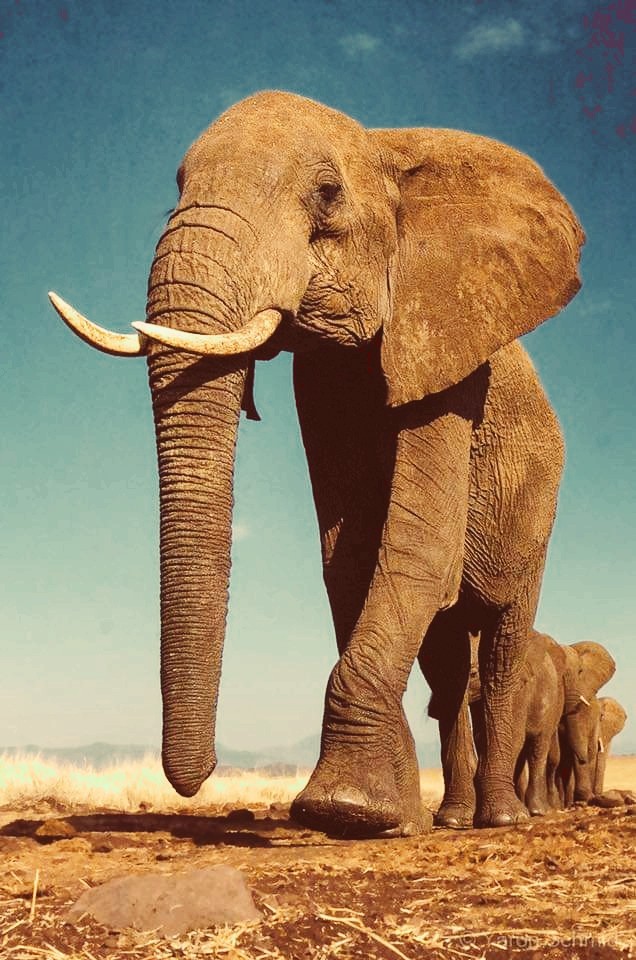 Jumbo