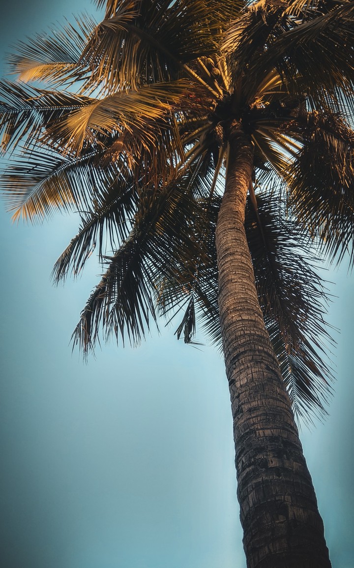 palm tree