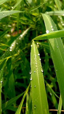 rain drops
