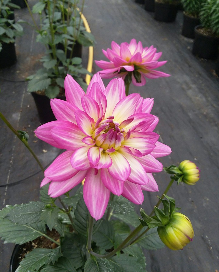 giant dalias