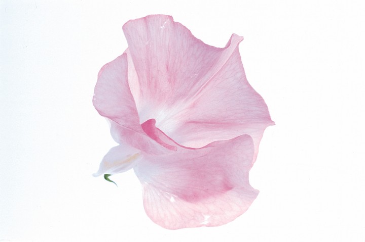 Beautiful Flowers