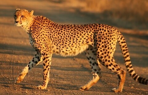 Cheetah