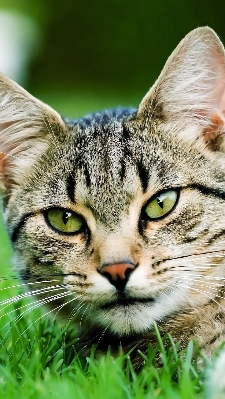 cat ?
