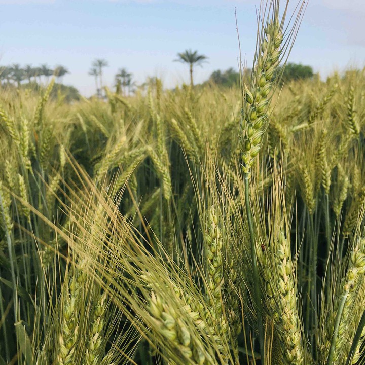 القمح wheat
