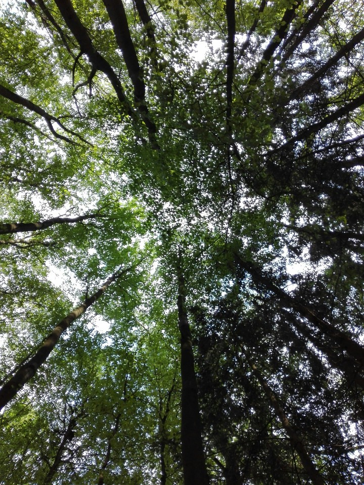 trees