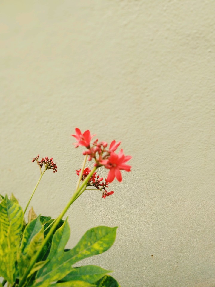 Lovable Mobile Shot