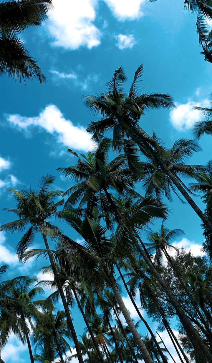 Coconut Tress and Sky