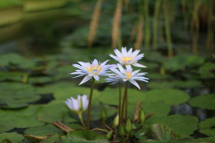 water lilies
