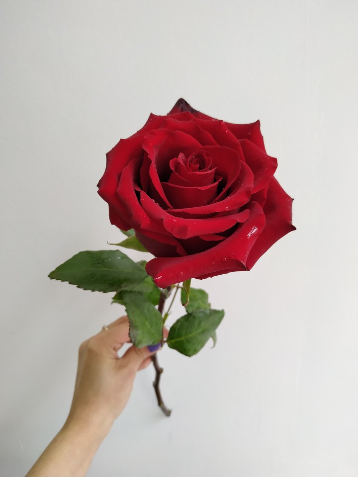 rose