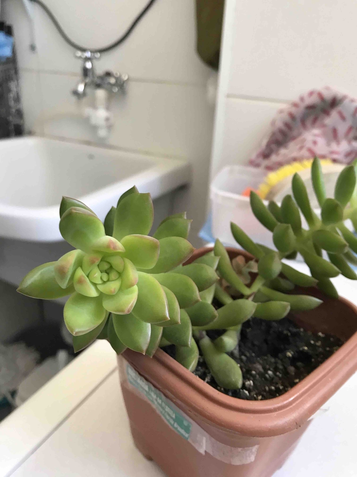 amor por plantas