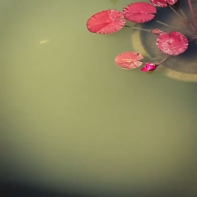 fish flowers ?? Best photographers ?