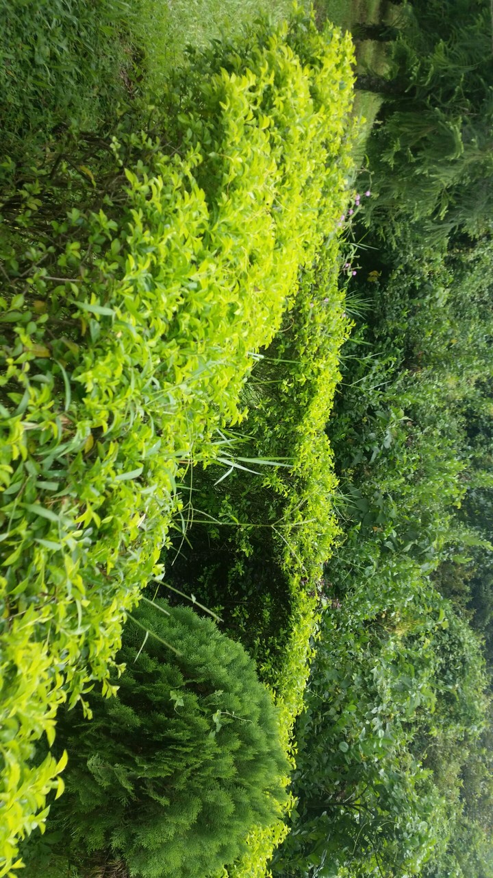 Nature