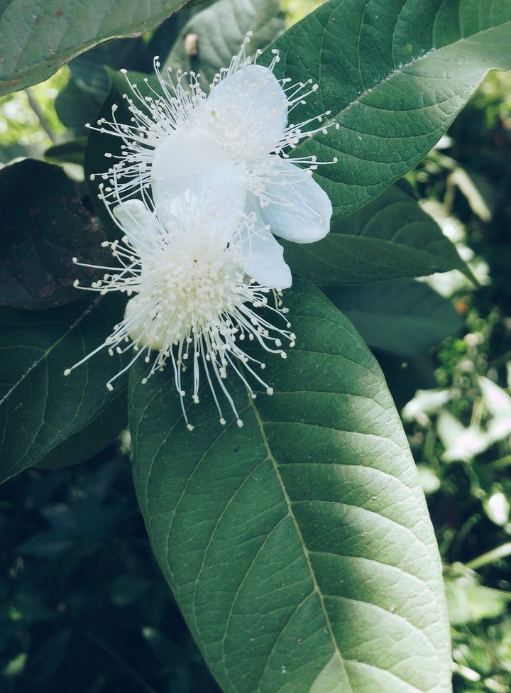 Flor de guayaba