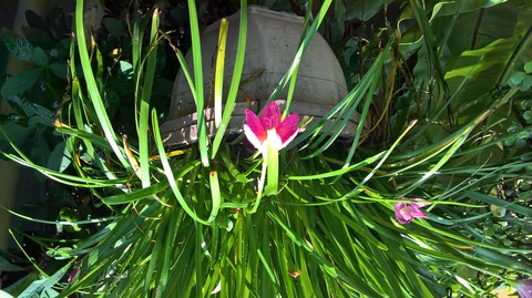Flower