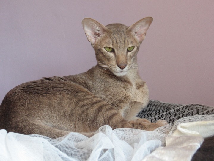 Hathor Male Oriental Cat