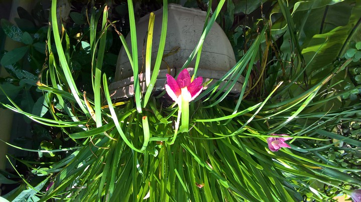 Flower