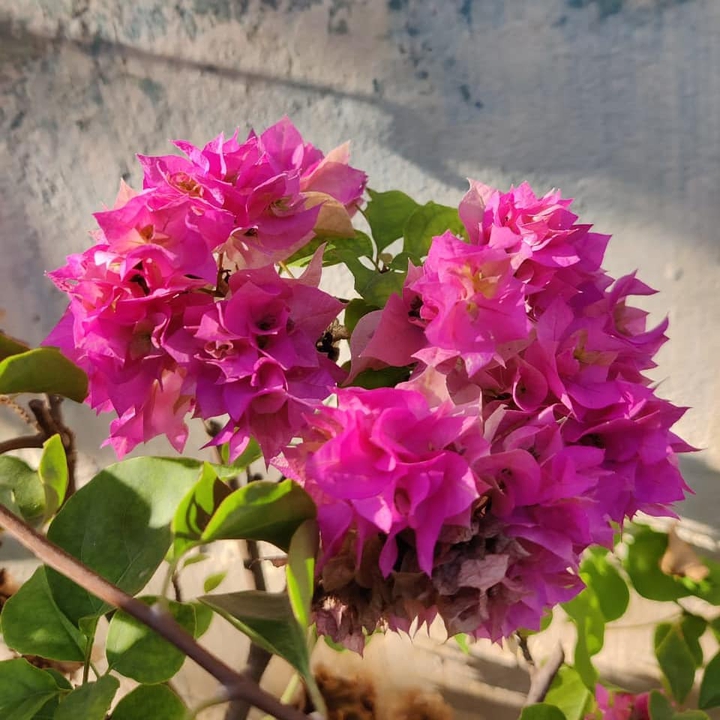 bougainvillea