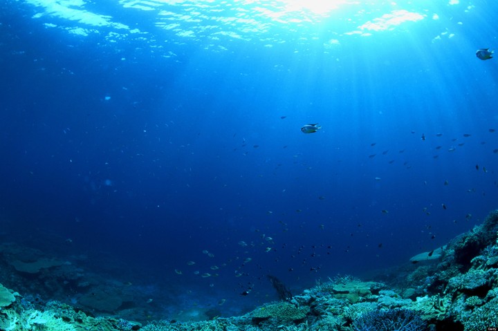 Under the Sea