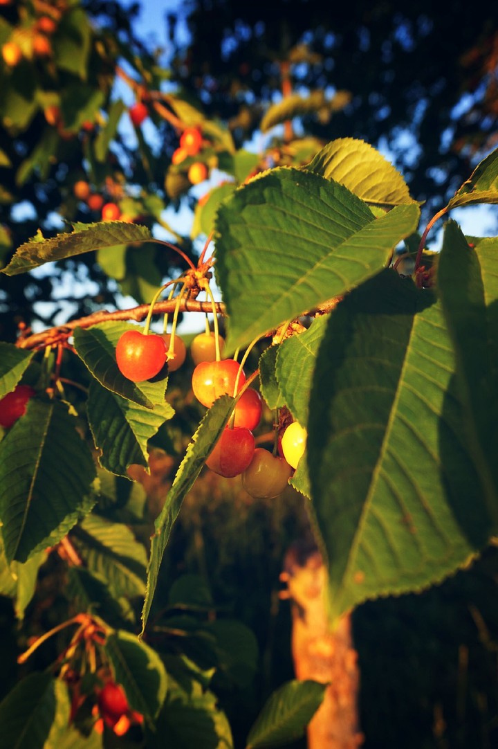 Cherries