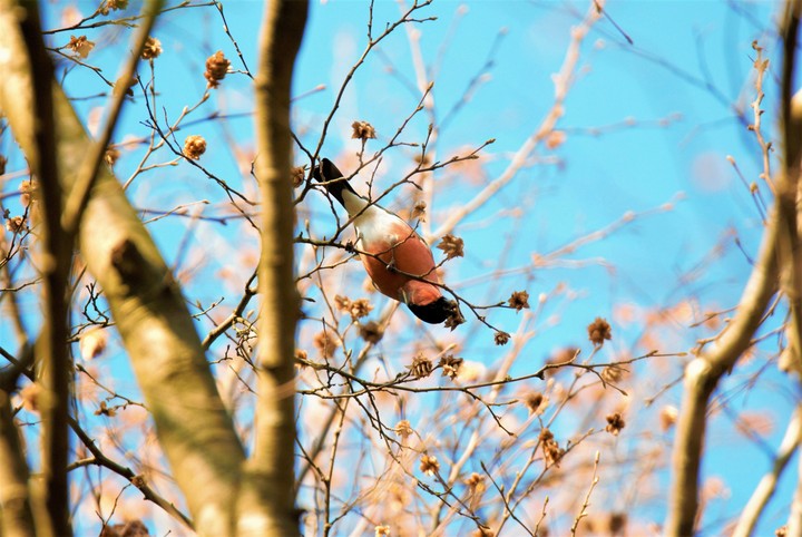 Winter Birds