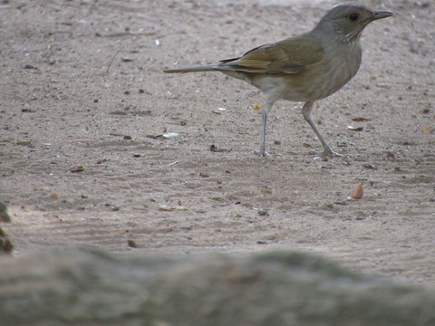 Bird