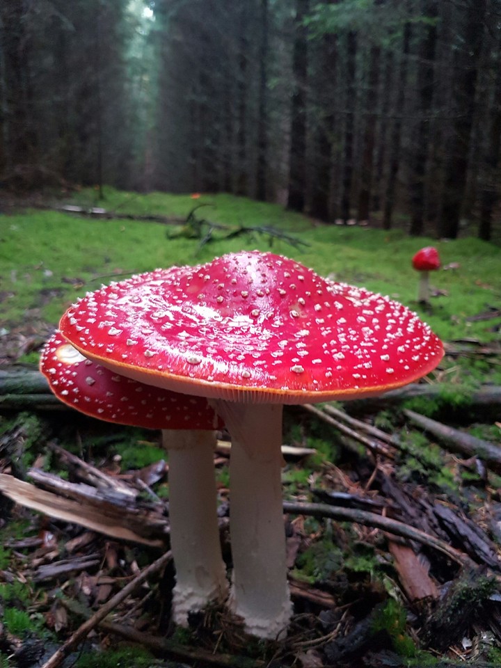 Some fresh fly amanita.