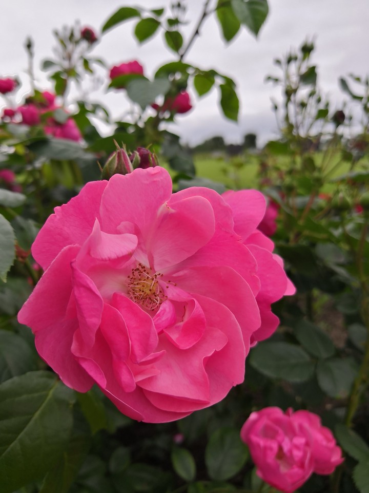 rose