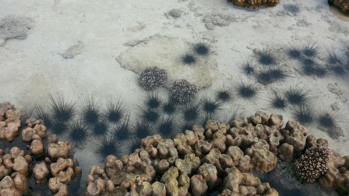coral