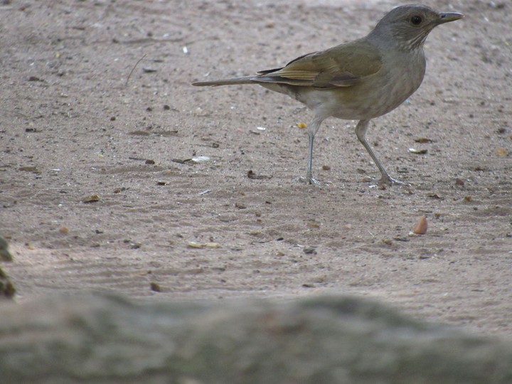Bird