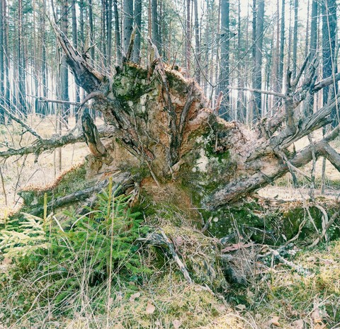 fondos de pantalla biome, ecosystem