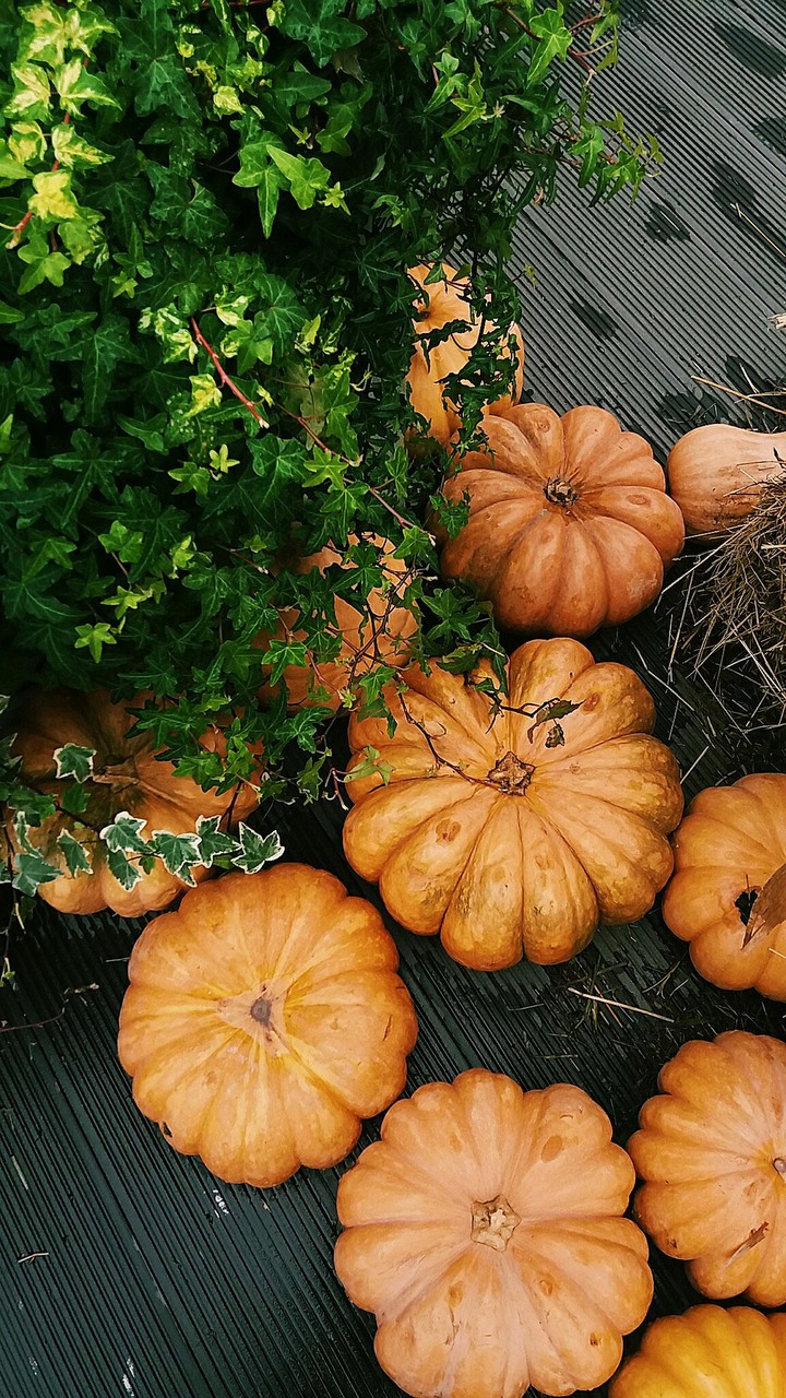 pumpkin