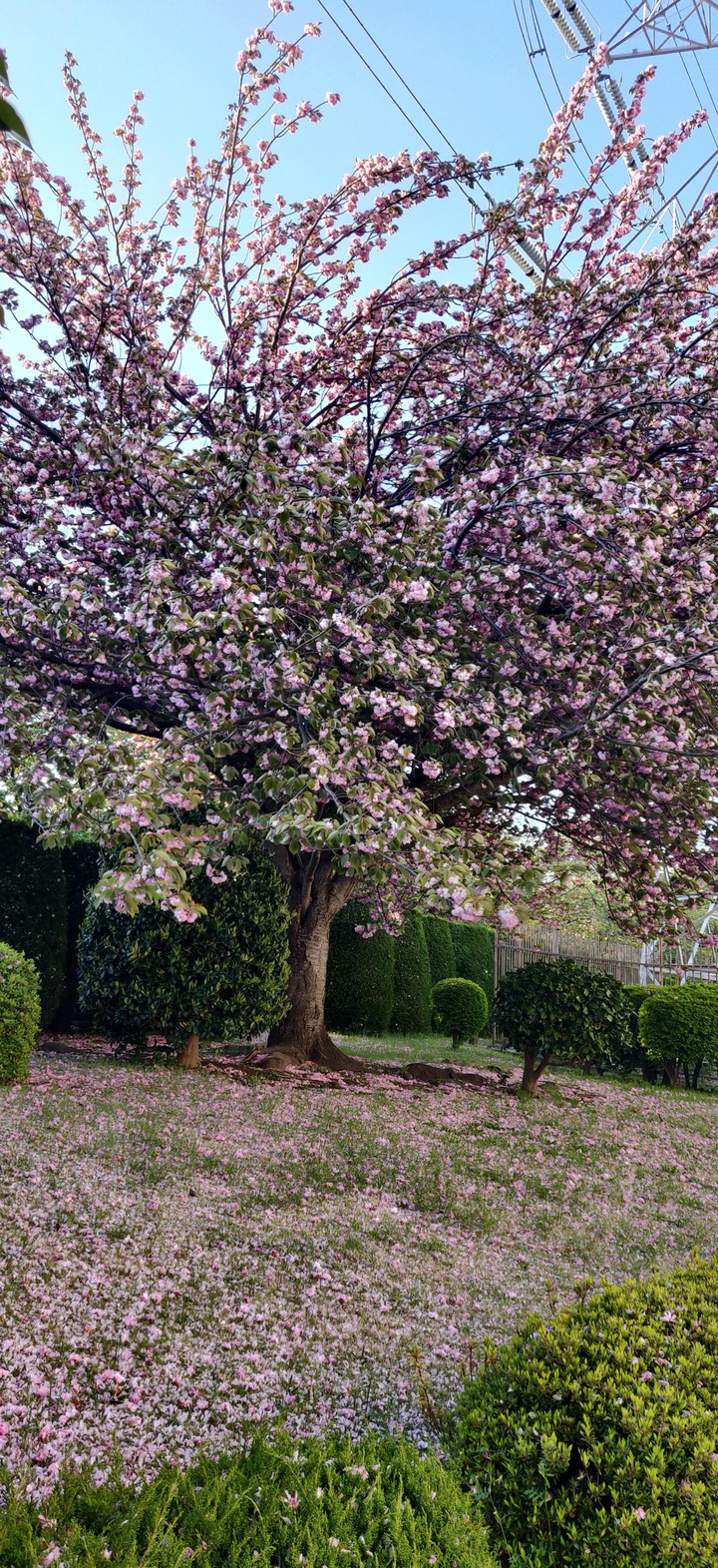 sakura